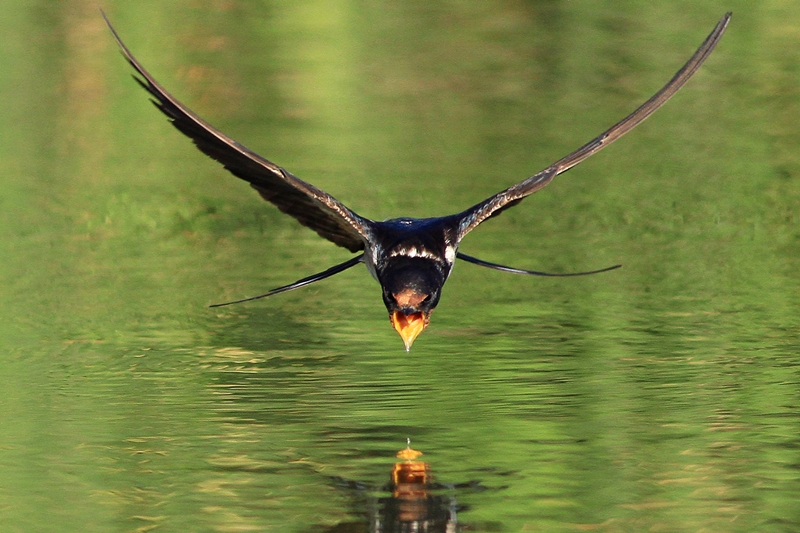 Kır kırlangıcı » Barn Swallow » Hirundo rustica