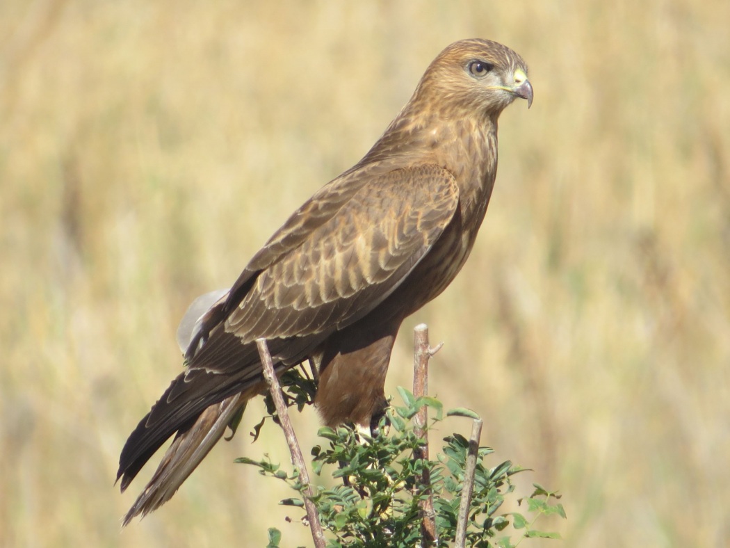 Kızıl şahin » Long-legged Buzzard » Buteo rufinus