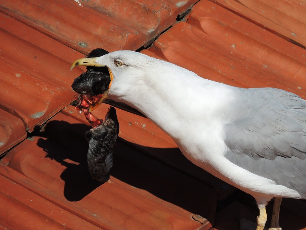 Gümüş martı » Yellow-legged Gull » Larus michahellis