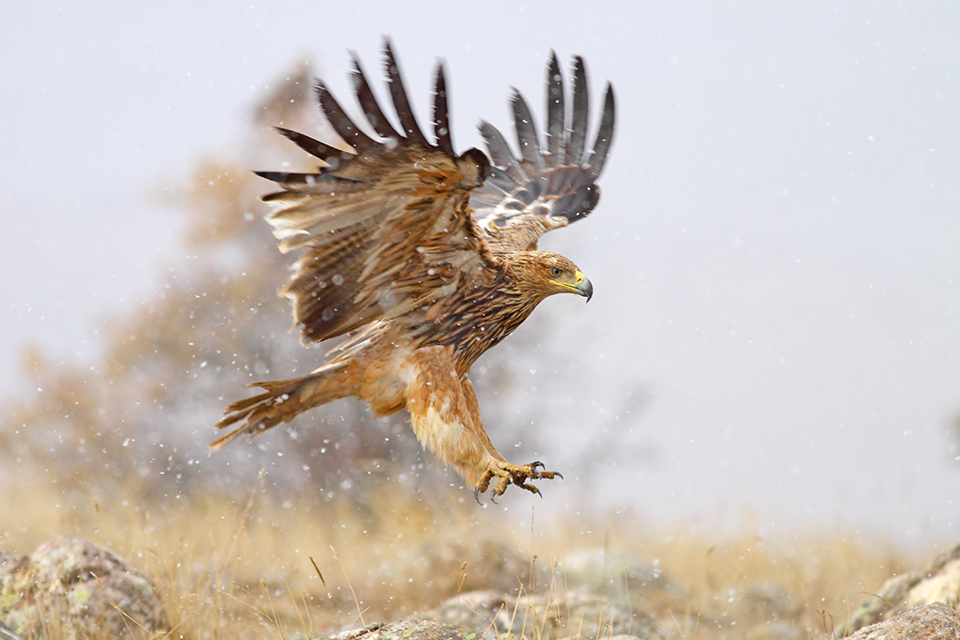 Şah kartal » Eastern Imperial Eagle » Aquila heliaca