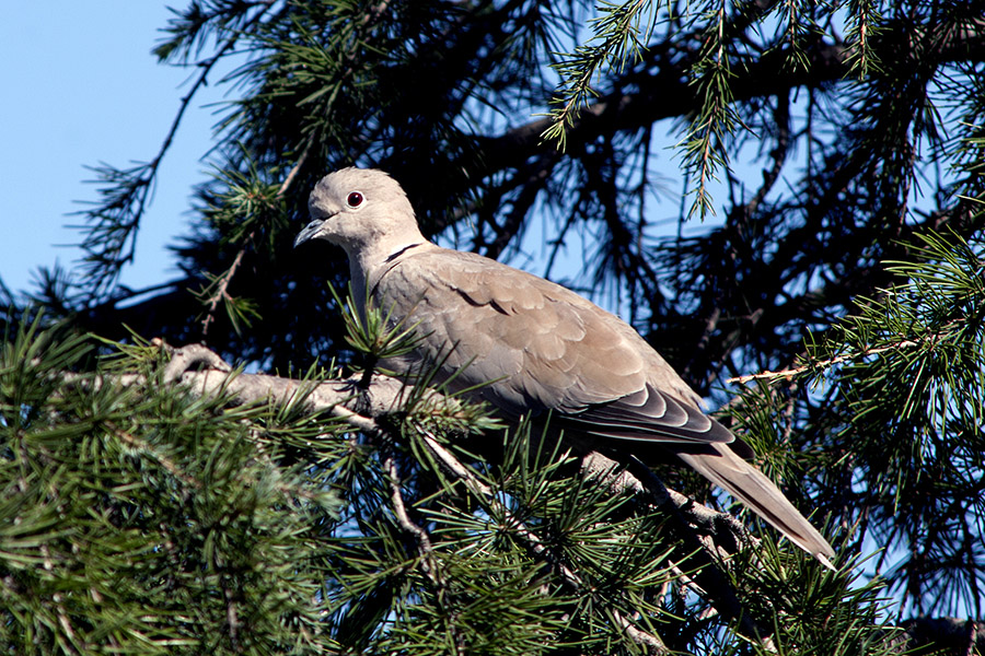 Kumru » Eurasian Collared Dove » Streptopelia decaocto