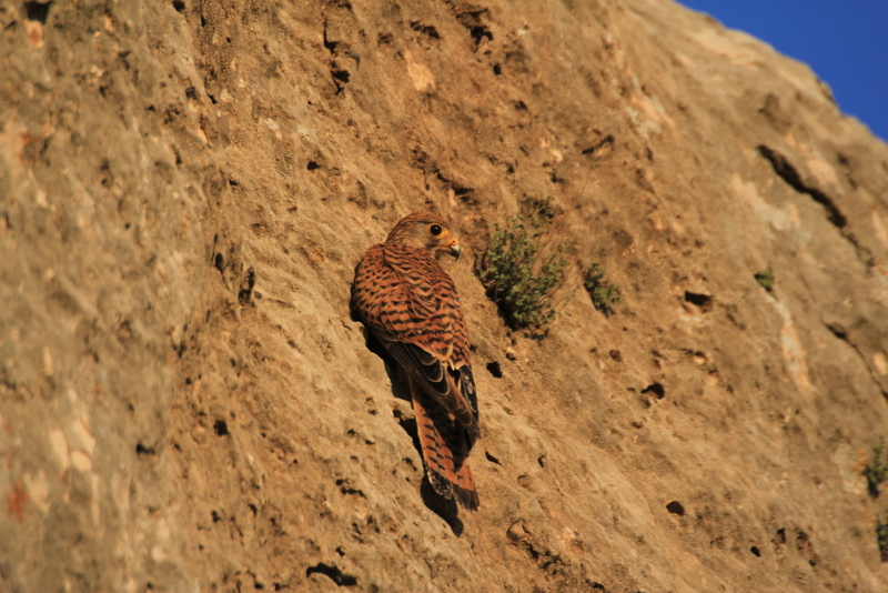 Kerkenez » Common Kestrel » Falco tinnunculus