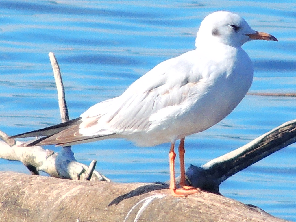 Karabaş martı » Black-headed Gull » Chroicocephalus ridibundus