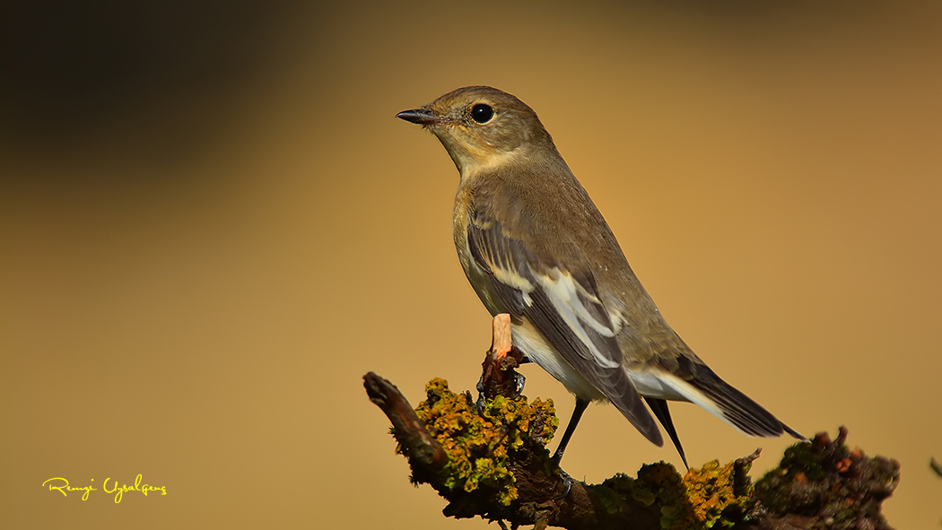 Kara sinekkapan » European Pied Flycatcher » Ficedula hypoleuca