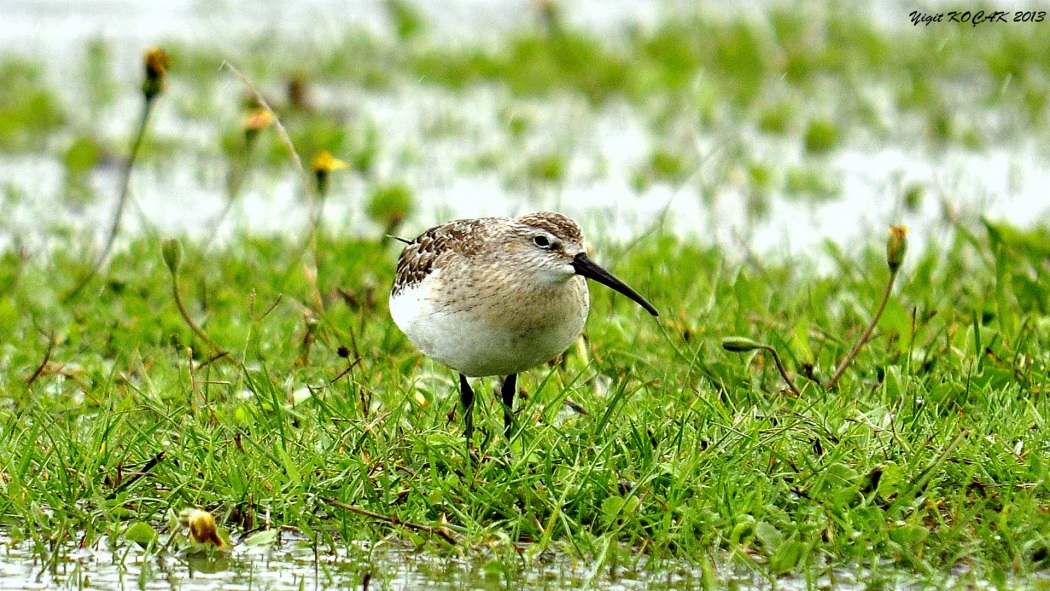Kızıl kumkuşu » Curlew Sandpiper » Calidris ferruginea