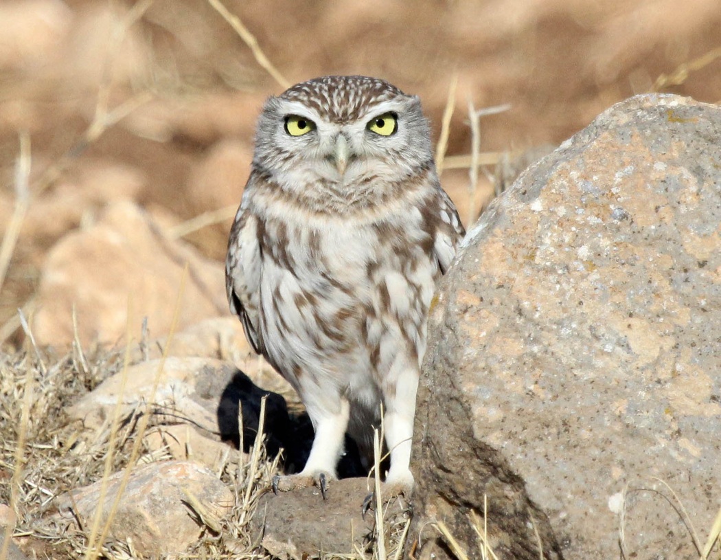 Kukumav » Little Owl » Athene noctua