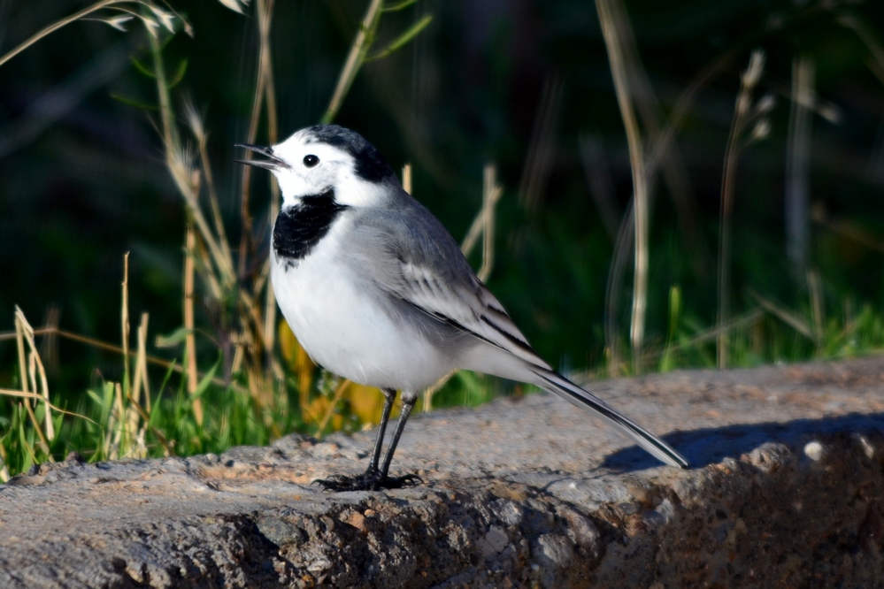 Ak kuyruksallayan » White Wagtail » Motacilla alba