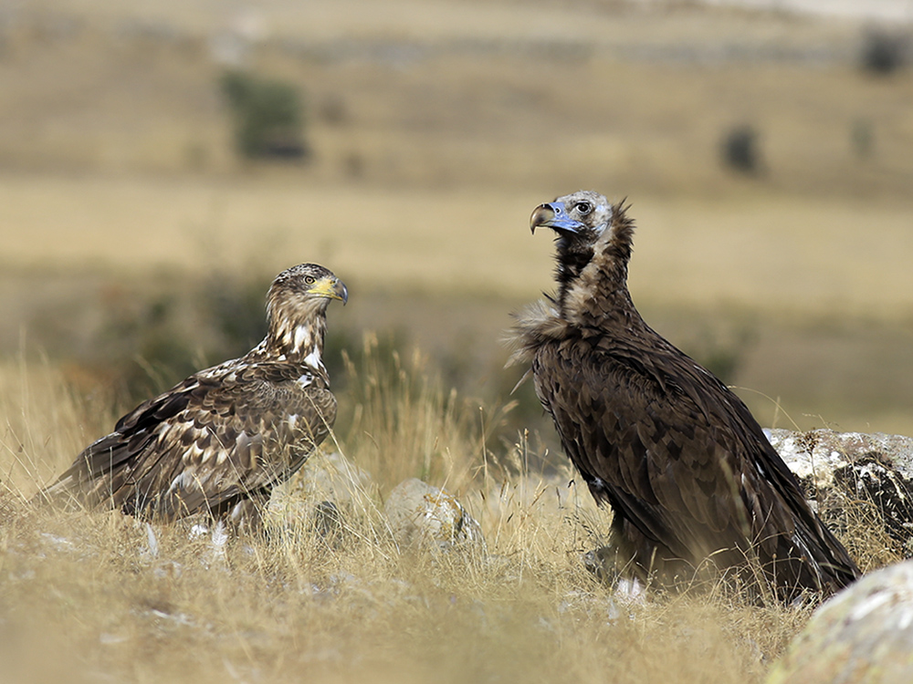 Kara akbaba » Cinereous Vulture » Aegypius monachus