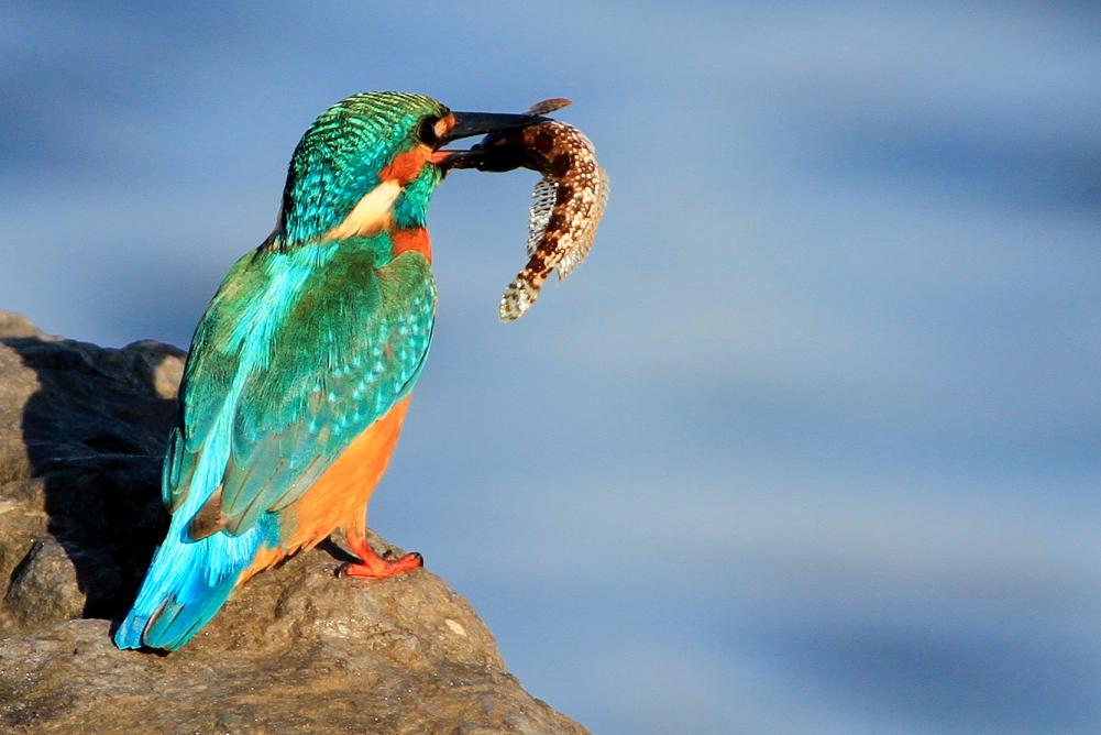 Yalıçapkını » Common Kingfisher » Alcedo atthis