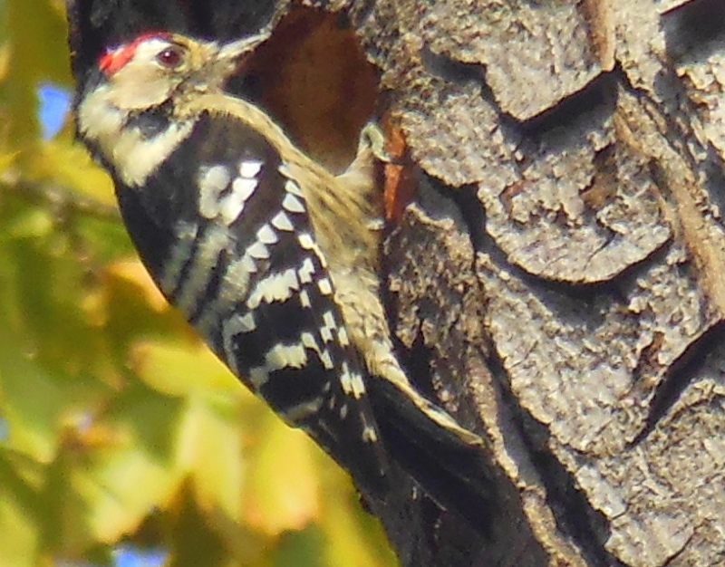 Küçük ağaçkakan » Lesser Spotted Woodpecker » Dryobates minor