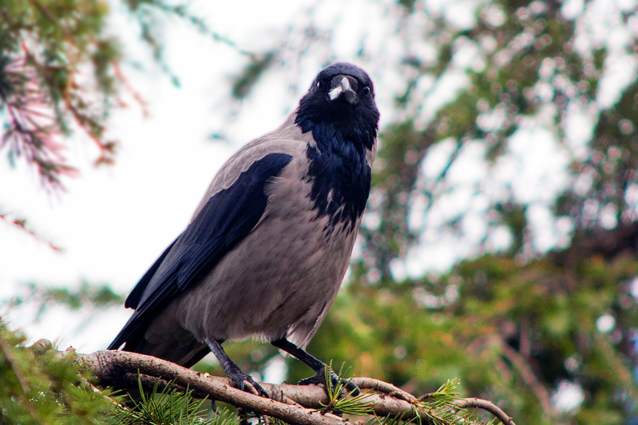 Leş kargası » Hooded Crow » Corvus cornix