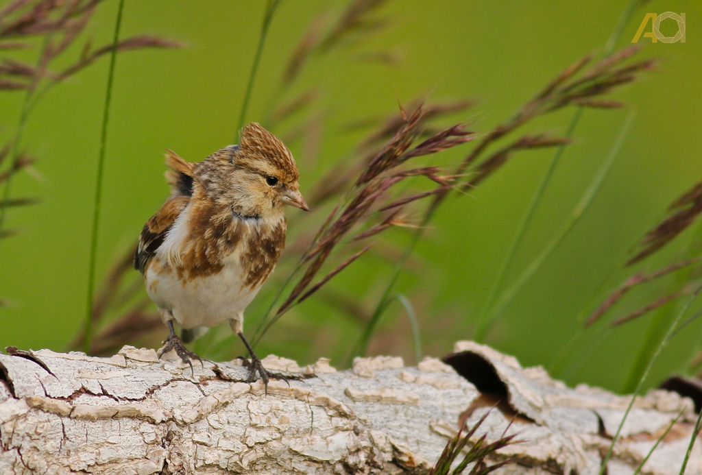 Sarıgagalı ketenkuşu » Twite » Linaria flavirostris