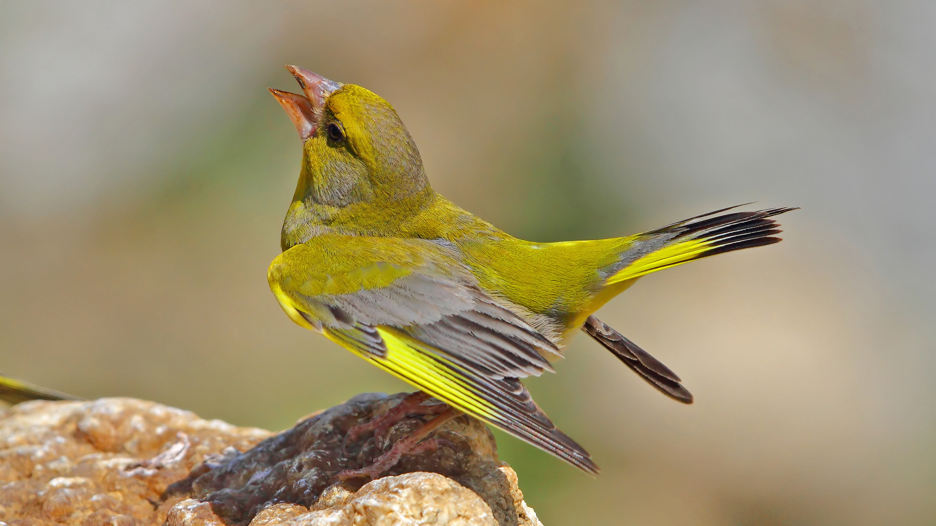 Florya » European Greenfinch » Chloris chloris
