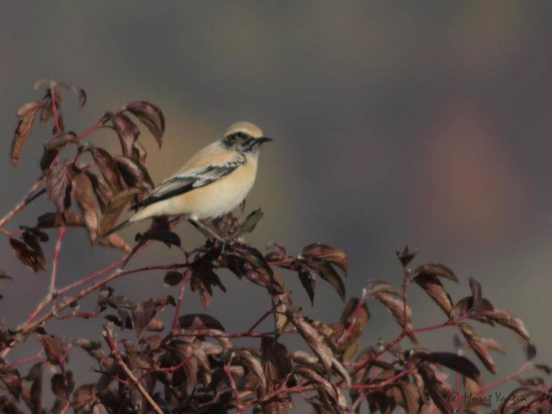 Çöl kuyrukkakanı » Desert Wheatear » Oenanthe deserti