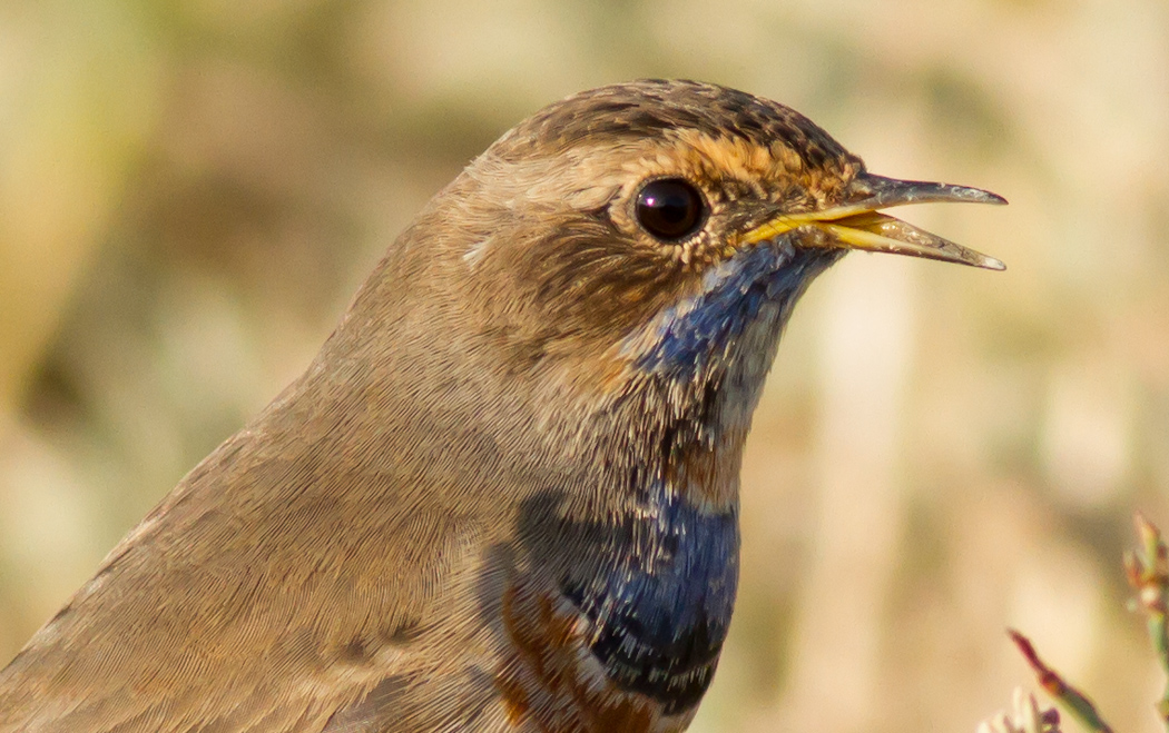 Mavigerdan » Bluethroat » Luscinia svecica