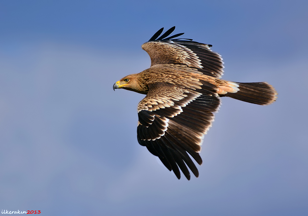Şah kartal » Eastern Imperial Eagle » Aquila heliaca