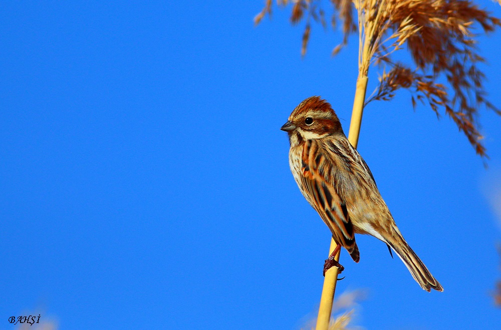 Bataklık Kirazkuşu » Common Reed Bunting » Emberiza schoeniclus