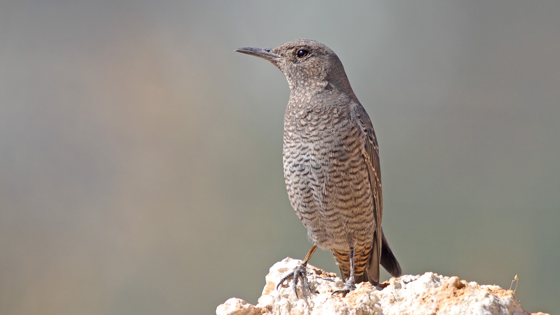 Gökardıç » Blue Rock Thrush » Monticola solitarius