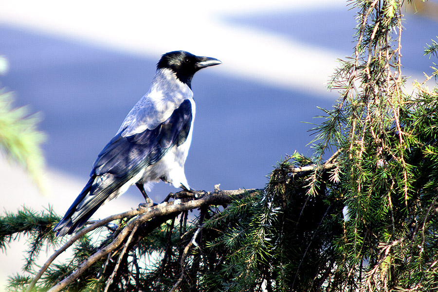 Leş kargası » Hooded Crow » Corvus cornix
