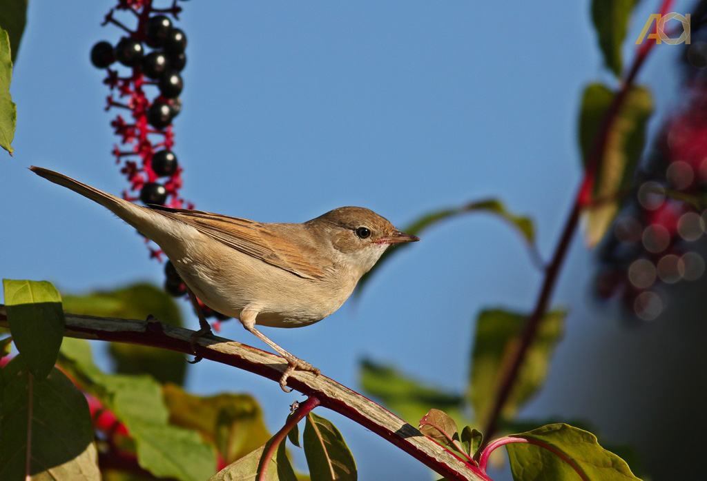 Akgerdanlı ötleğen » Common Whitethroat » Sylvia communis