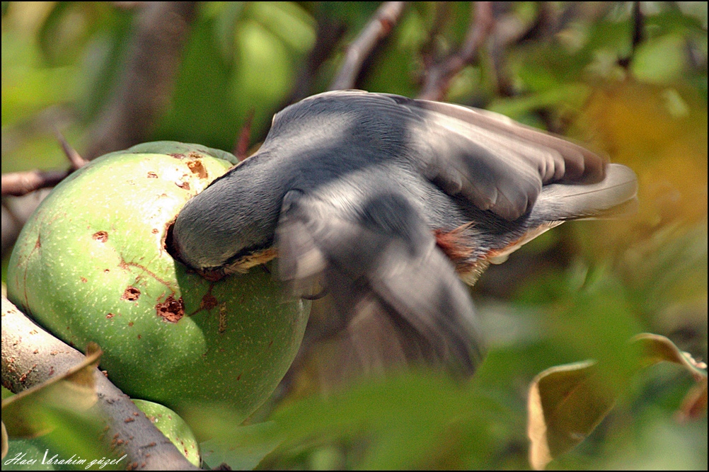 Sıvacı » Eurasian Nuthatch » Sitta europaea