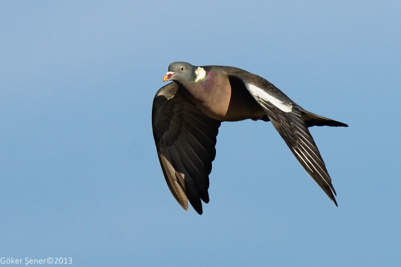 Tahtalı » Common Wood Pigeon » Columba palumbus