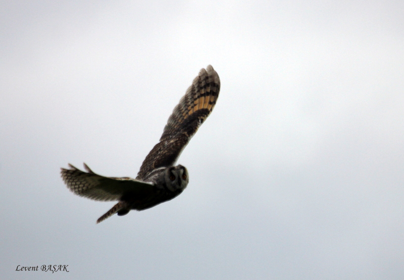 Kulaklı orman baykuşu » Long-eared Owl » Asio otus