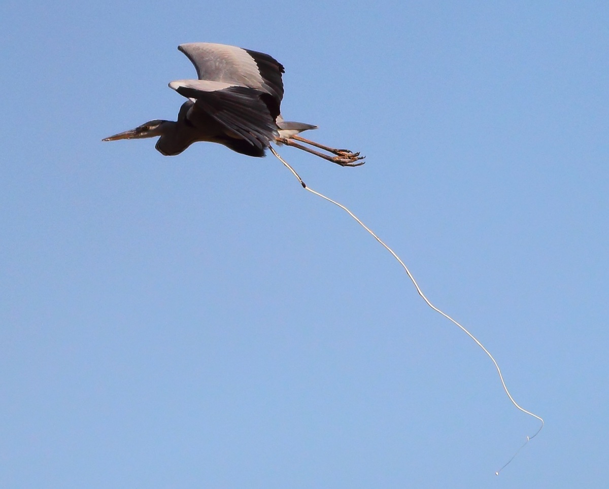 Gri balıkçıl » Grey Heron » Ardea cinerea