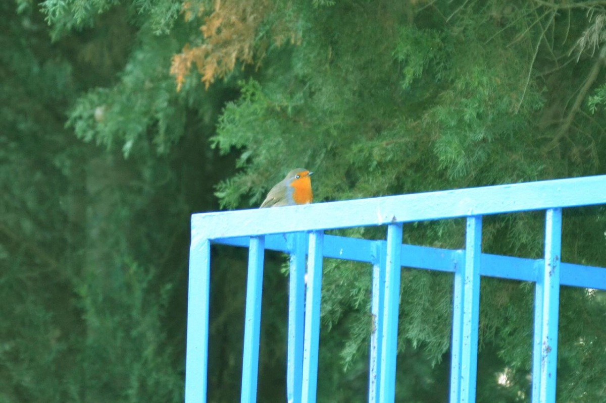 Kızılgerdan » European Robin » Erithacus rubecula