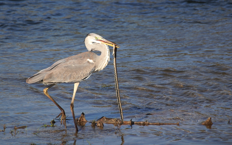 Gri balıkçıl » Grey Heron » Ardea cinerea