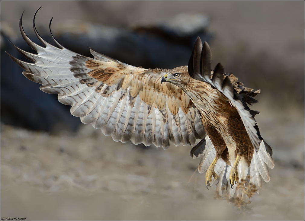 Kızıl şahin » Long-legged Buzzard » Buteo rufinus