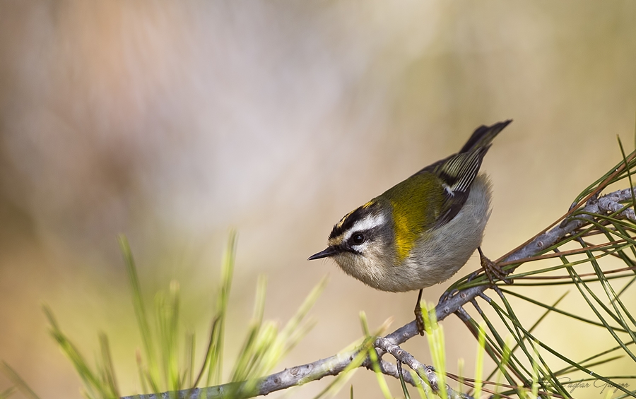Sürmeli çalıkuşu » Common Firecrest » Regulus ignicapilla
