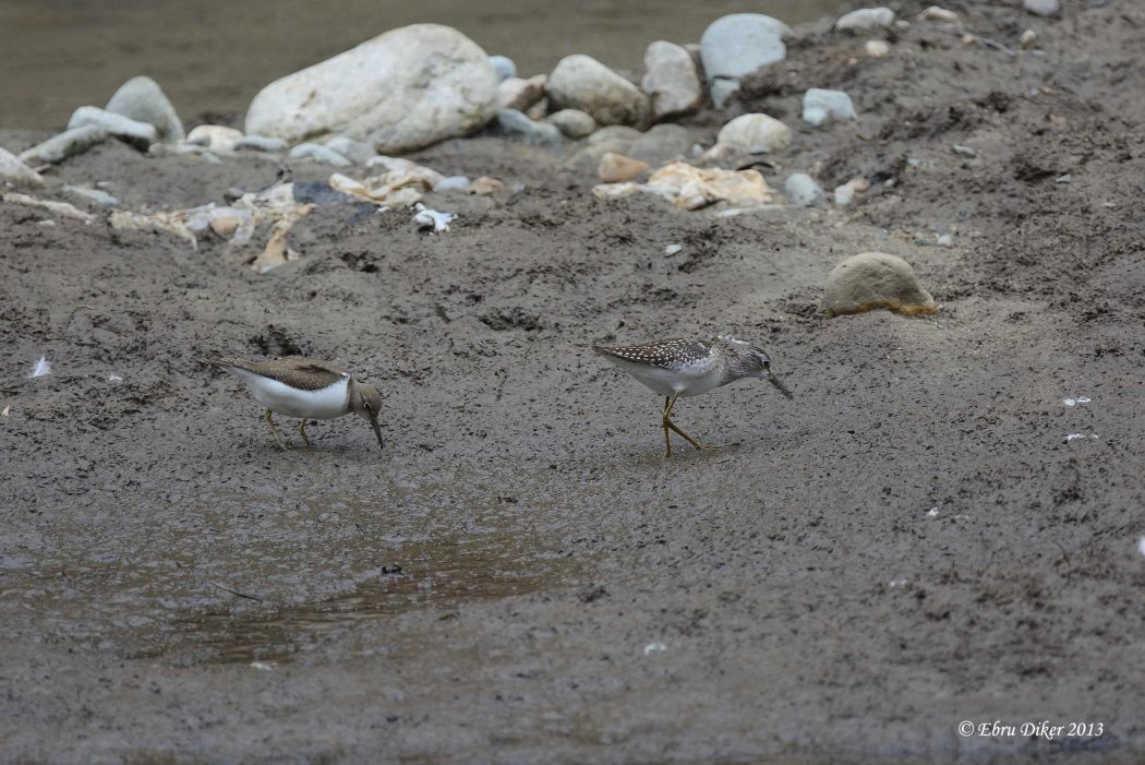 Orman düdükçünü » Wood Sandpiper » Tringa glareola