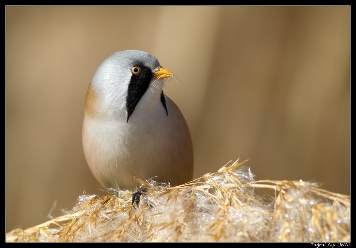 Bıyıklı baştankara » Bearded Reedling » Panurus biarmicus