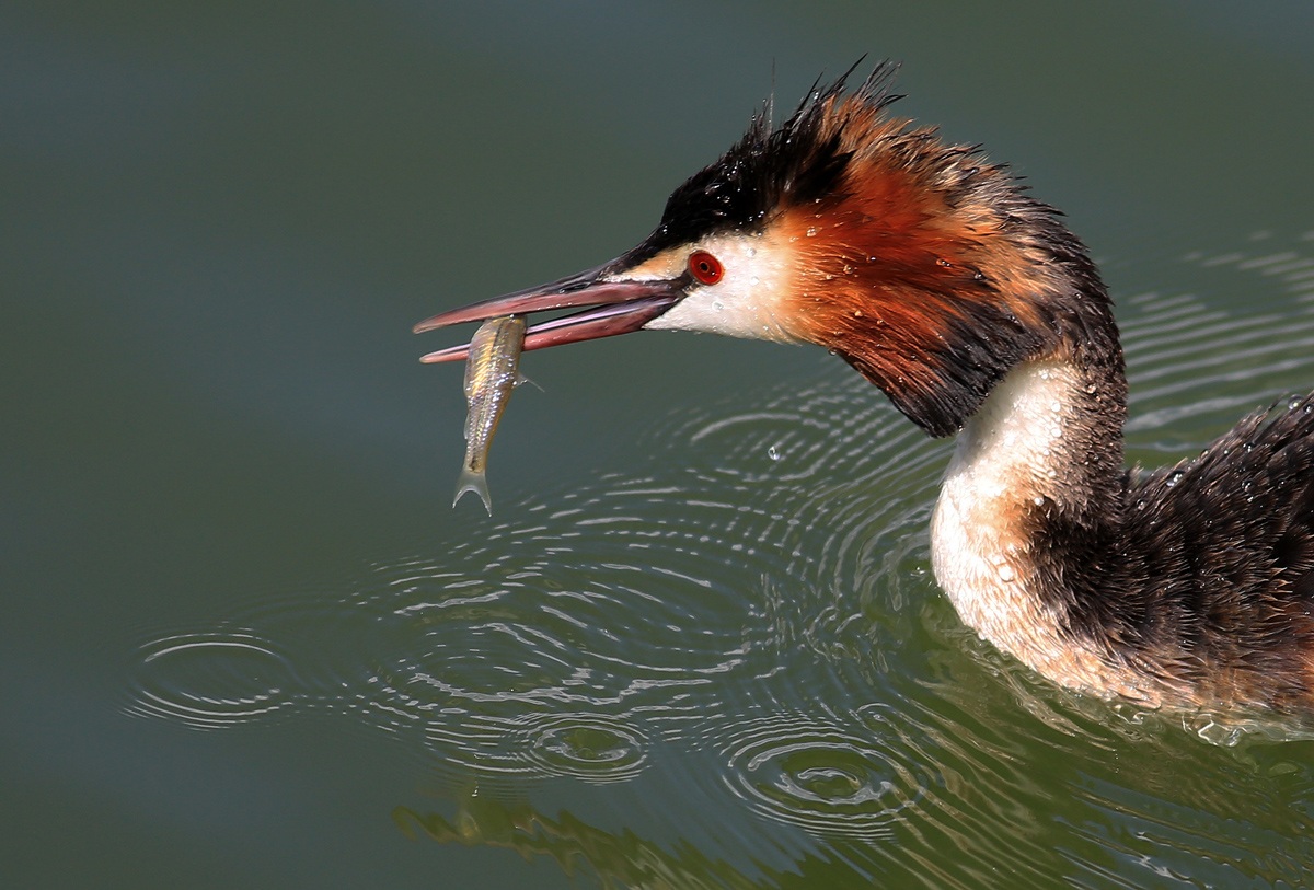 Bahri » Great Crested Grebe » Podiceps cristatus
