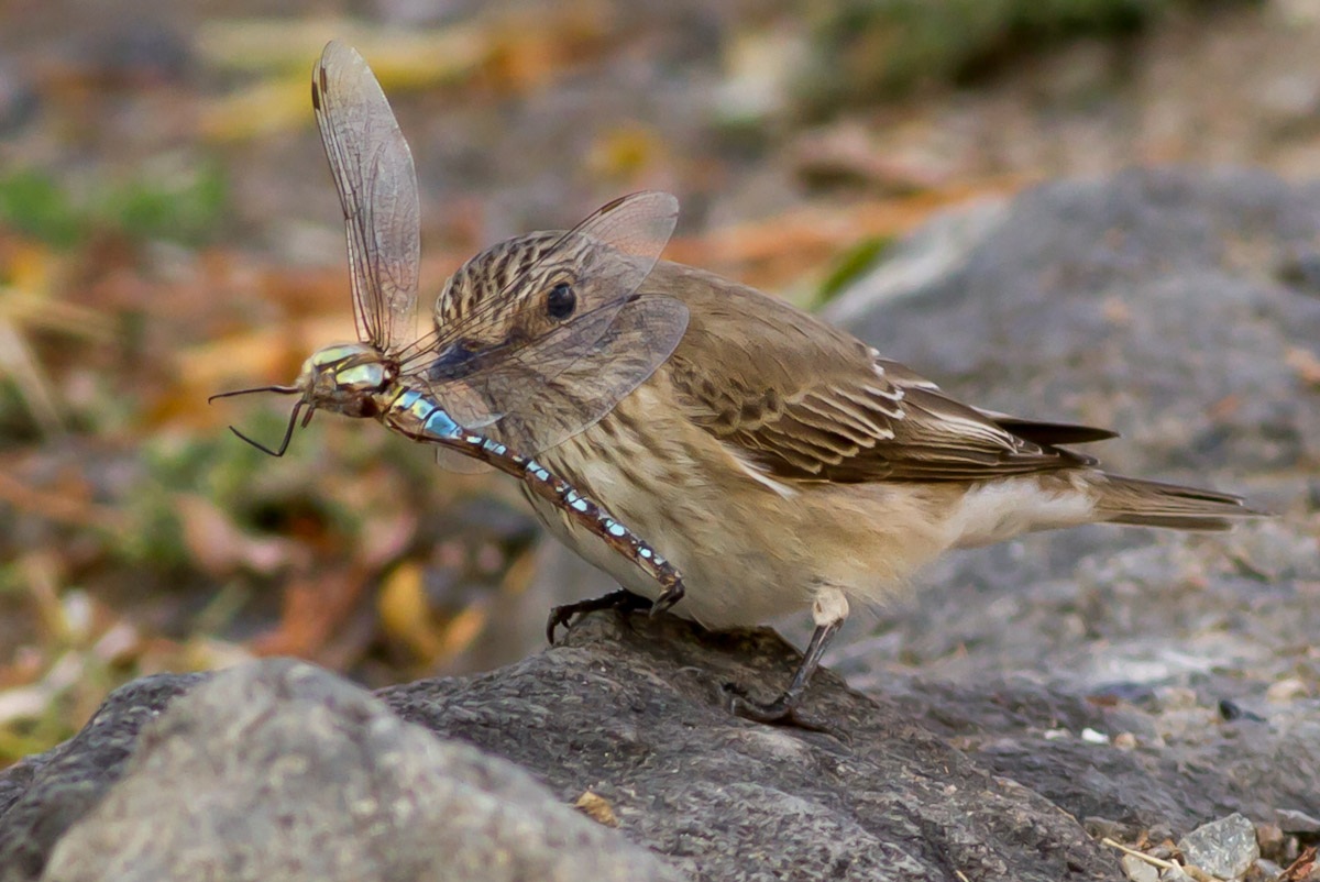 Benekli sinekkapan » Spotted Flycatcher » Muscicapa striata