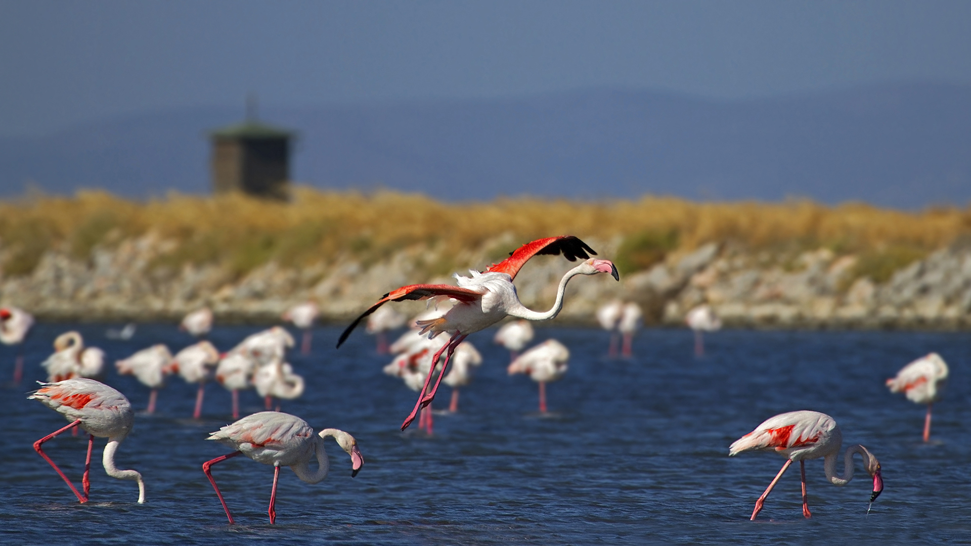 Flamingo