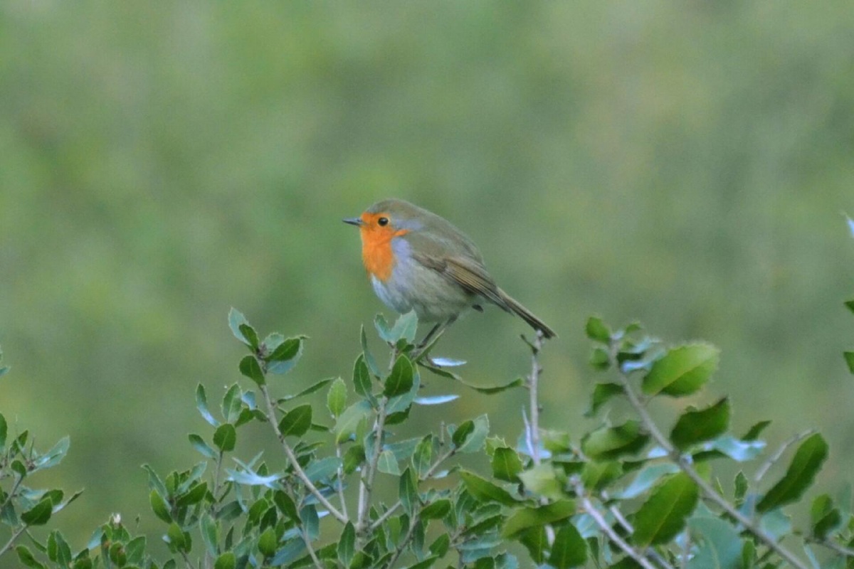 Kızılgerdan » European Robin » Erithacus rubecula