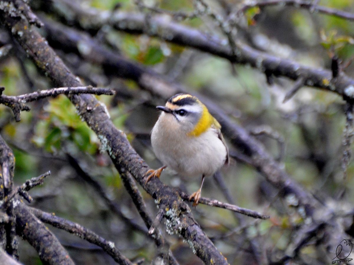 Sürmeli çalıkuşu » Common Firecrest » Regulus ignicapilla