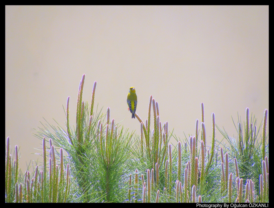 Florya » European Greenfinch » Chloris chloris