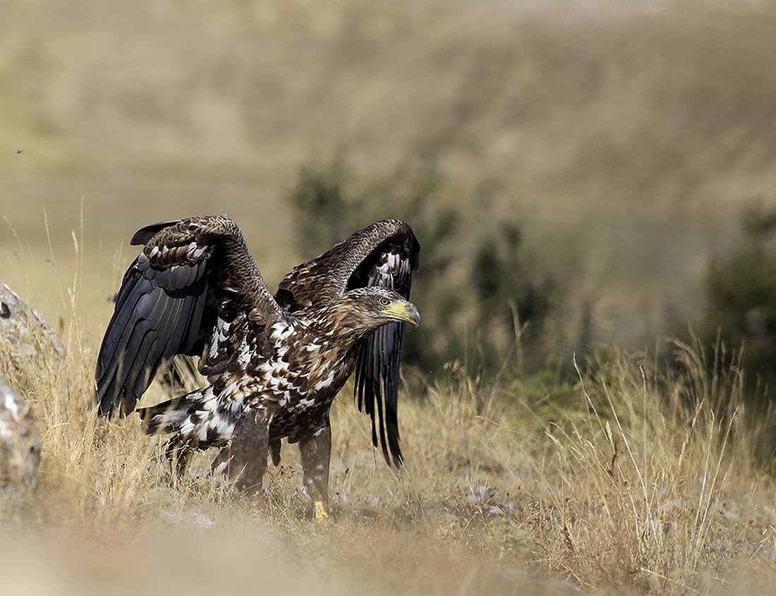 Akkuyruklu kartal » White-tailed Eagle » Haliaeetus albicilla