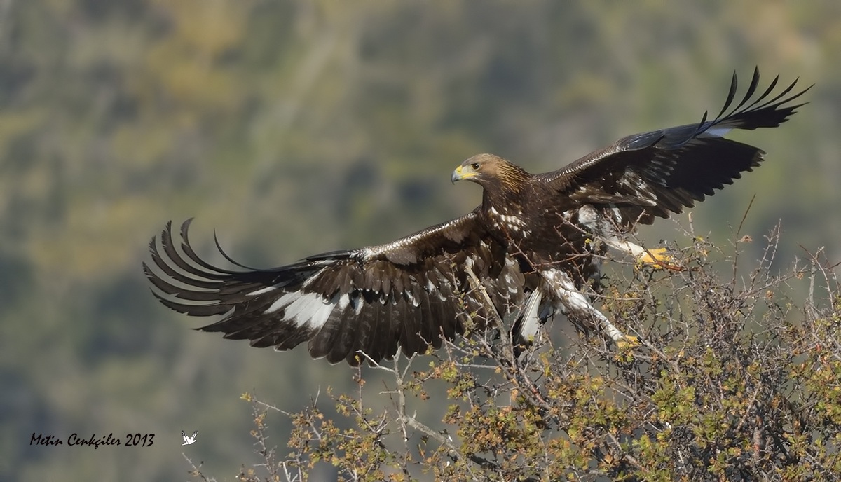Kaya kartalı » Golden Eagle » Aquila chrysaetos