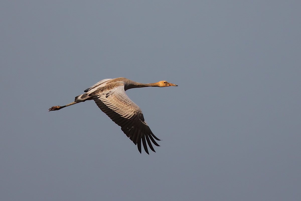 Turna » Common Crane » Grus grus