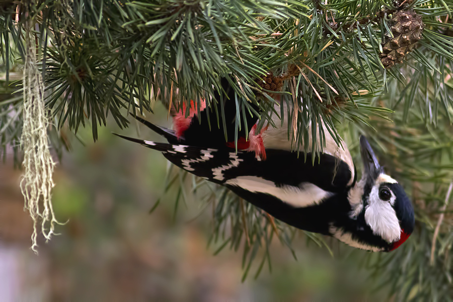 Orman alaca ağaçkakanı » Great Spotted Woodpecker » Dendrocopos major