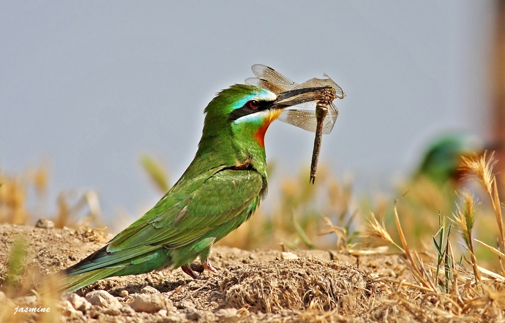 Yeşil arıkuşu » Blue-cheeked Bee-eater » Merops persicus