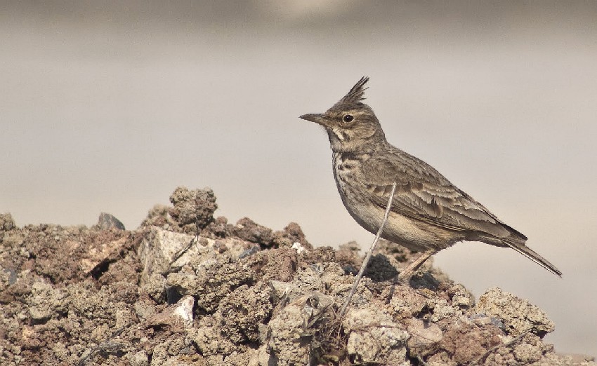 Tepeli toygar » Crested Lark » Galerida cristata