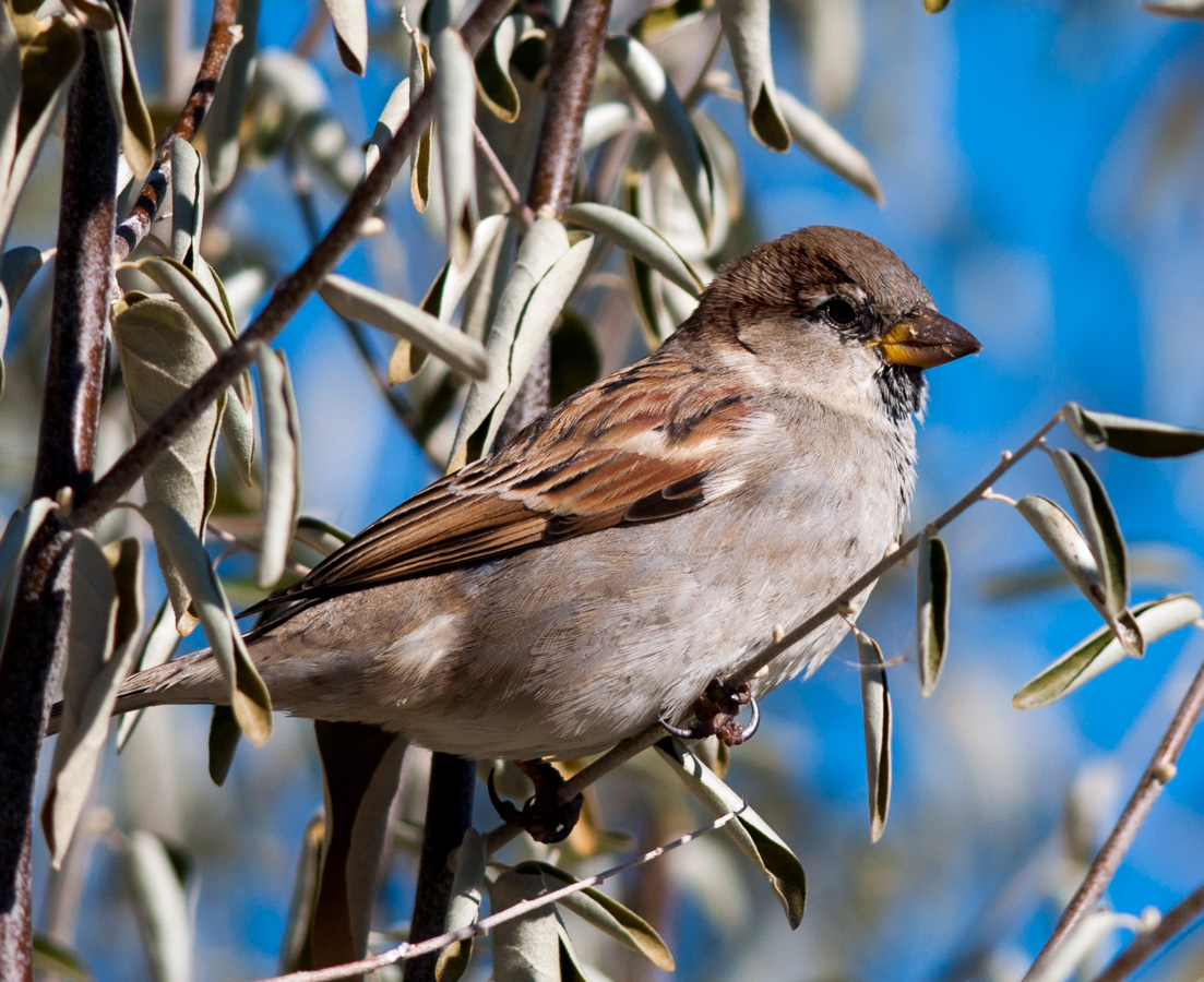 Serçe » House Sparrow » Passer domesticus
