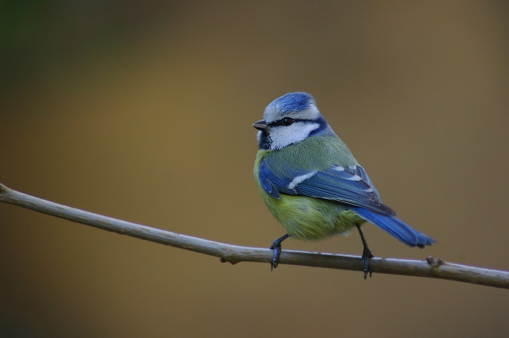 Mavi baştankara » Eurasian Blue Tit » Cyanistes caeruleus