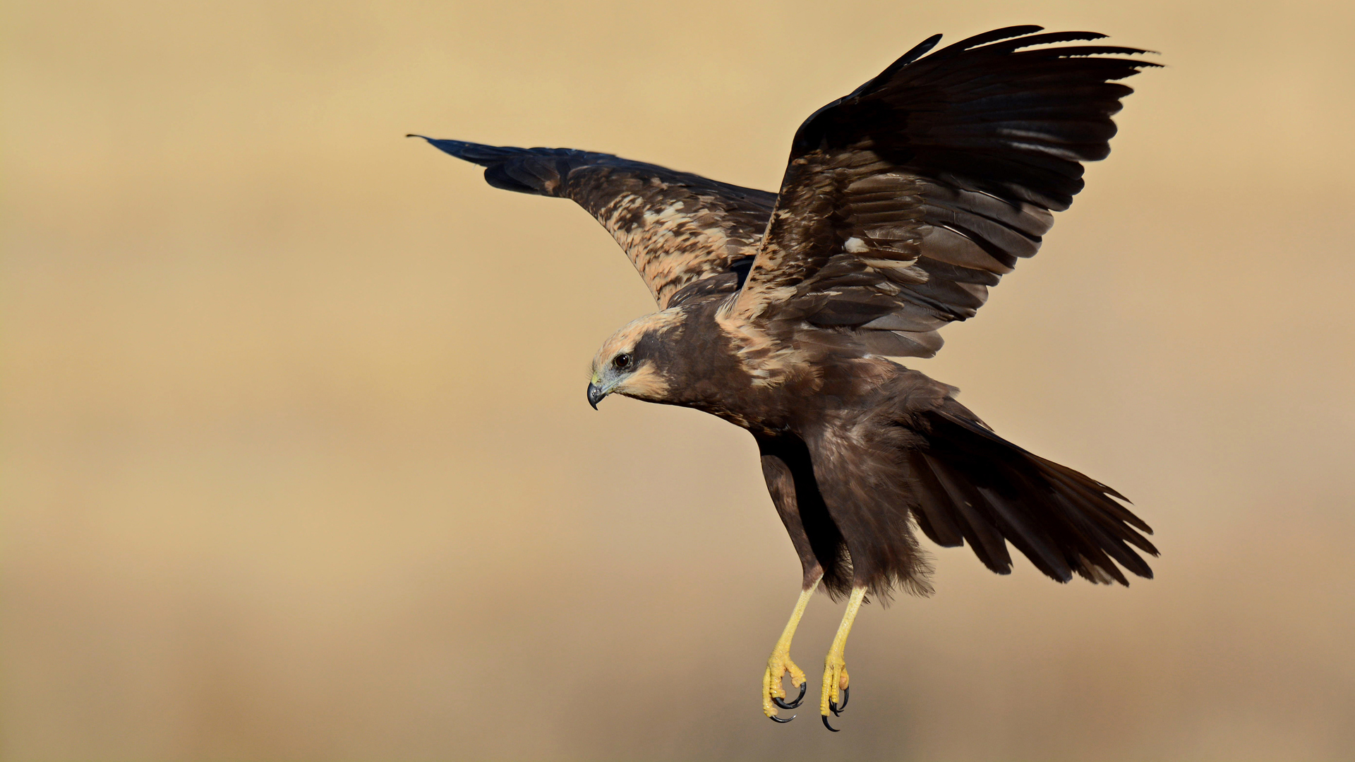 Saz delicesi » Western Marsh Harrier » Circus aeruginosus