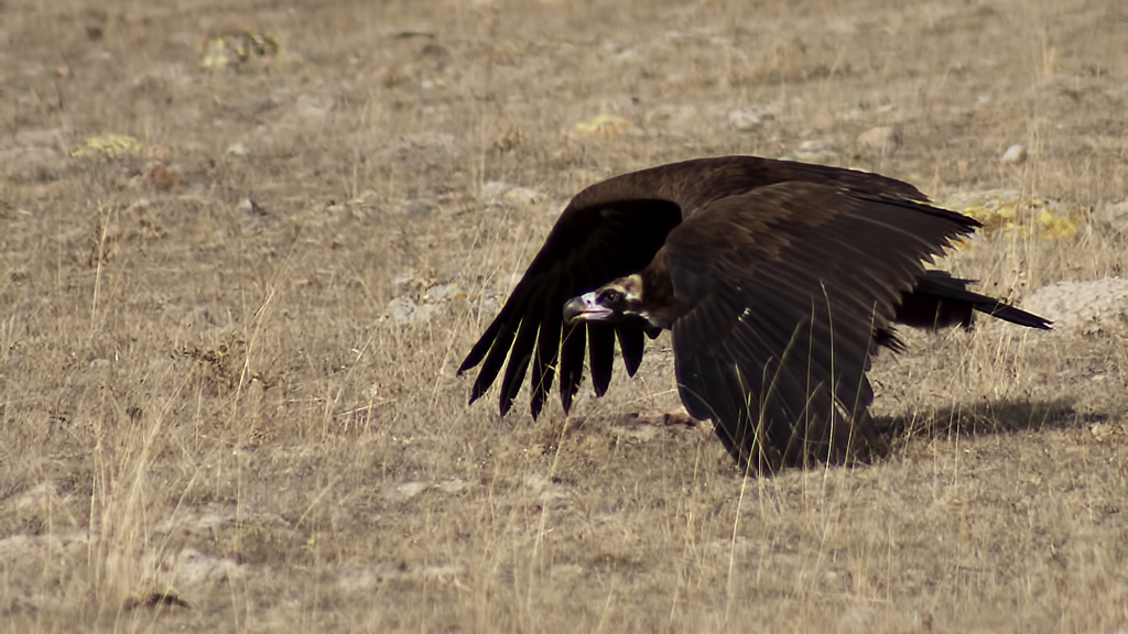 Kara akbaba » Cinereous Vulture » Aegypius monachus